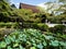 Lotus flowers blooming on the grounds of Miidera temple