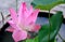 Lotus flowers blooming on pots in a garden along the Chao Phraya River, Nonthaburi.