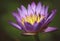 Lotus, Flowers of Buddha