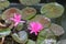 Lotus flowers with colorful fishes