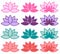 Lotus flowers in different colours