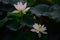 lotus flowers among green leaves in famous Summer lotus pond of Liyuan garden