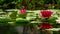 Lotus flowers and lily pads in lake