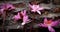 Lotus flowers offering at Kushinagar, India.