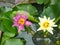 Lotus flowers in pond. Beautiful nuture background.