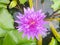 Lotus flowers in pond. Beautiful nuture background.