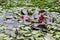 Lotus flowers red on green leaves and water surface closeup in the pond.