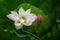 Lotus flowers in summer close up