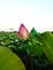 Lotus flowers in the sunset pool