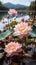 Lotus flowers in various stages of bloom against a backdrop of a calm lake and distant mountains