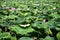 Lotus Garden at West Lake Hangzhou