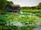 Lotus, lake, nature, environment and traditional Chinese house