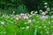 Lotus lake in the woods