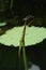 On the lotus leaf, a dragonfly quietly perches at the tip