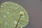 Lotus leaf drop of water on lotus leaf