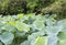 Lotus leaf at the edge of jinghu ( quiet lake )