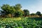 Lotus leaf field at Baramsae Village Picnic Garden in Pyeongtaek, Korea