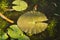 Lotus leaf floating on water surface in basin