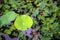 Lotus leaf with holes in the lake s