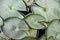 Lotus leaf (Lily Pad or Lotus Pad) green color