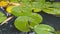 Lotus leaf on the pond with nice greenary