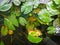 Lotus leaf small in pond