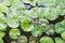 Lotus leafs in pond with dewdrops