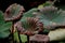 Lotus Leaves And Black Background