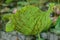 Lotus leaves damage from pest, sucking insect