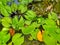 Lotus leaves floating on algae blooming pond.