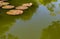 Lotus leaves floating on natural pond, tropical garden