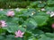 Lotus leaves. Natural exotic background.