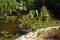 Lotus leaves scattered and floating on the water pond