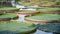 The lotus leaves. Victoria lotus leaves. Amazon lily pad Victoria Regia