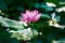 The lotus and light spot