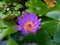 Lotus, lily, flower, purple, nature, flora, plant, green, leaves, water lily, petal, yellow, blooming, beautiful