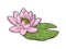 Lotus Nelumbo flower sketch vector illustration
