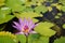 Lotus - Nelumbo Nucifera - Pink Lily