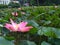 This lotus photo is at the location of the lotus flower garden pond in Kebon Raya Bogor, West Java, Indonesia