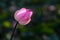 Lotus Pink floating light sparkle bokeh background