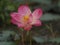 Lotus Pink flower Hard rod raised above the water Flower stalks are round The hard shell of the thorns is lined up with the entire