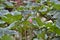 Lotus Pink lotus flower bud with green leaves Pods of lotus flower.