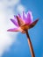 Lotus Plant on blue sky