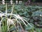 lotus plant in the pond of a garden with lilies on the edge makes the atmosphere cool and beautiful