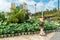 Lotus plants in the center of Macau