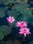 Lotus Pond