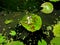In lotus pond -Fish guppy