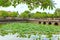 Lotus pond in the Forbidden City of Hue