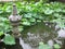 Lotus Pond Garden Pagoda