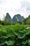 Lotus pond in guilin